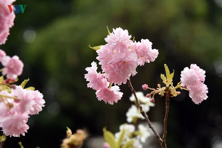 nguoi dan thu do no nuc ngam hoa anh dao nhat ban khoe sac ben ho guom