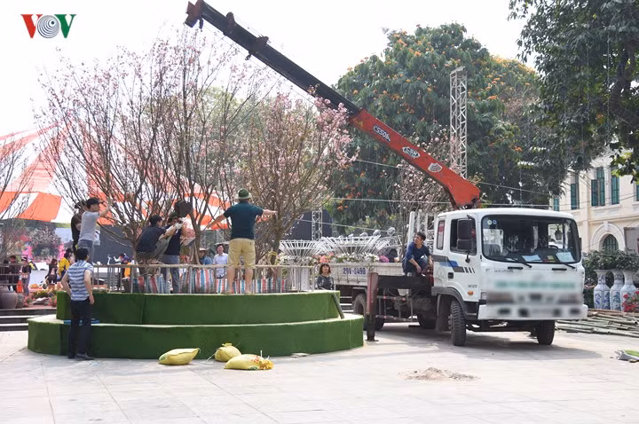 can canh 50 cay va hang van canh hoa anh dao nhat ban tai ho guom