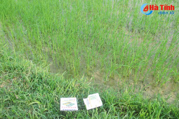tuy tien xa rac thuoc bvtv nong dan ha tinh tu huy diet chinh minh