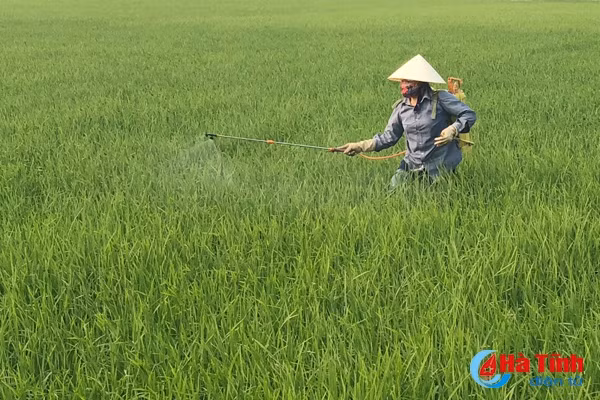 dao on tan cong hon 400 ha lua xuan o duc tho
