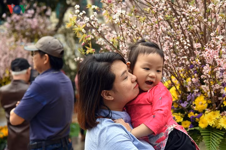 nguoi dan thu do no nuc ngam hoa anh dao nhat ban khoe sac ben ho guom