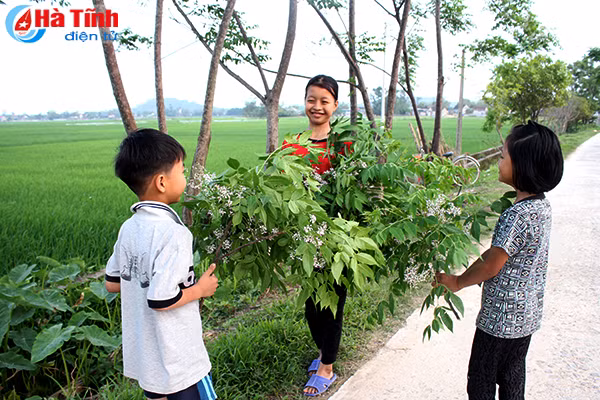 photo hoa xoan lop lop rung voi day nhung mien que ha tinh