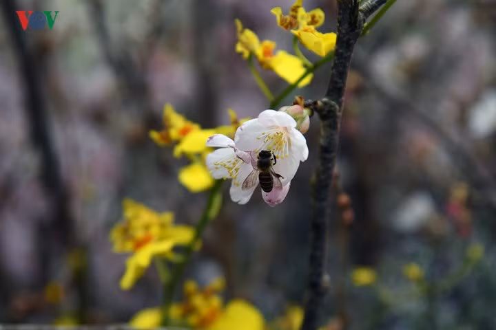 nguoi dan thu do no nuc ngam hoa anh dao nhat ban khoe sac ben ho guom