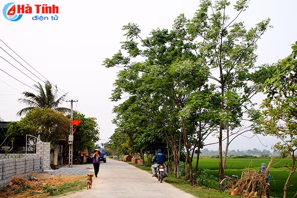 photo hoa xoan lop lop rung voi day nhung mien que ha tinh