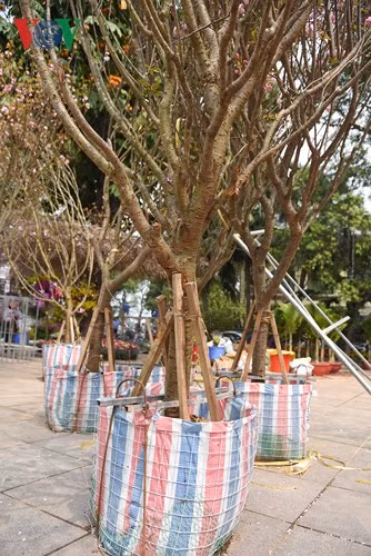 can canh 50 cay va hang van canh hoa anh dao nhat ban tai ho guom