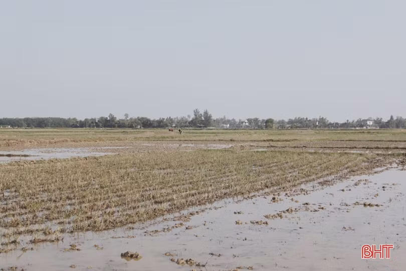 Xuân sớm trên khắp cánh đồng Hà Tĩnh