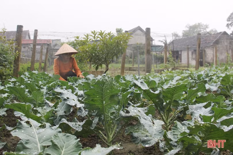 Xuân sớm trên khắp cánh đồng Hà Tĩnh