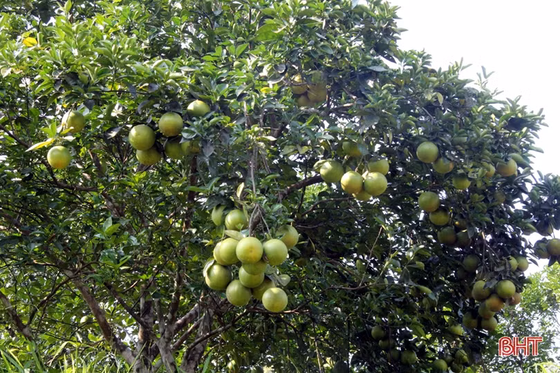 “Dân vận khéo”- những quả ngọt trong xây dựng NTM ở Hương Sơn