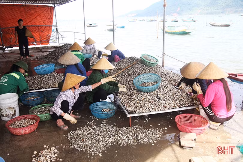 Người nuôi ngao ở Hà Tĩnh khôi phục sản xuất sau mưa lũ