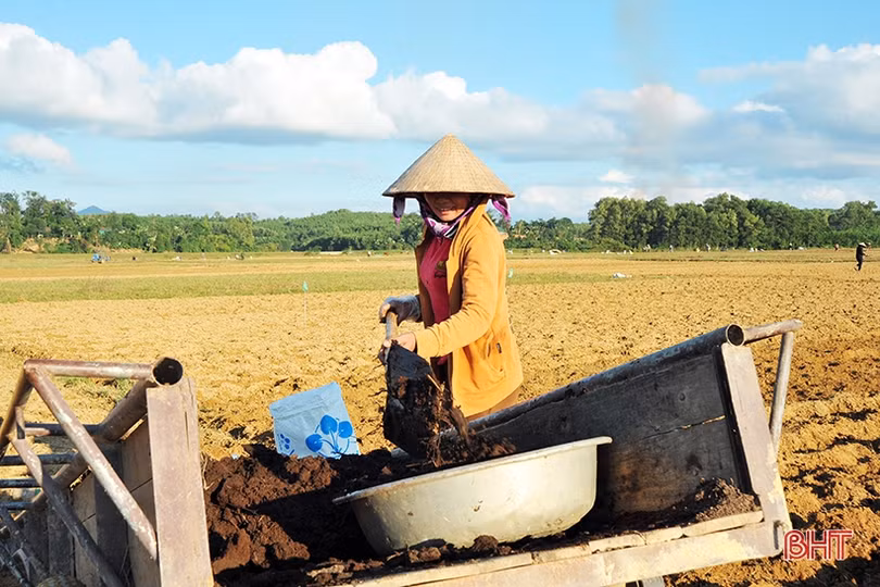 Nông dân Hương Khê rộn ràng xuống đồng khôi phục vụ đông