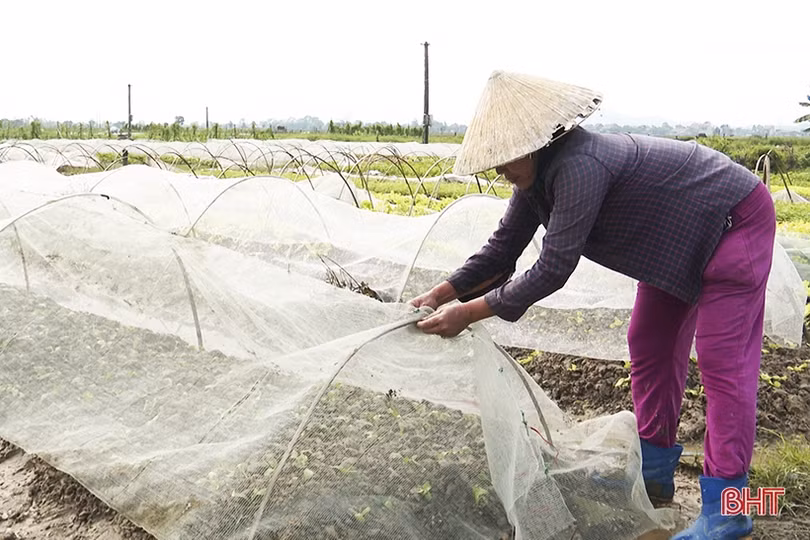 Nông dân Đức Thọ xuống đồng sản xuất rau phục vụ tết