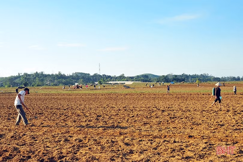 Nông dân Hương Khê rộn ràng xuống đồng khôi phục vụ đông