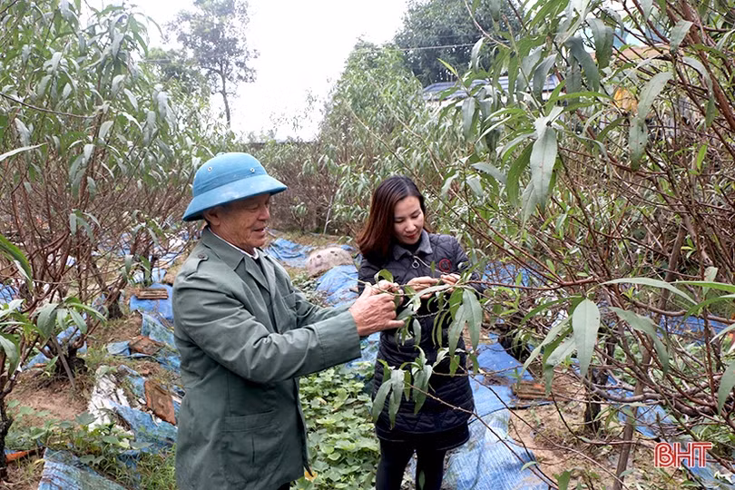 Các làng hoa ven đô Hà Tĩnh tất bật vào vụ tết