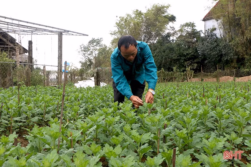 Các làng hoa ven đô Hà Tĩnh tất bật vào vụ tết