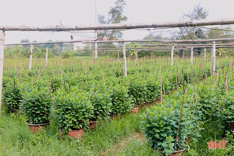 Các làng hoa ven đô Hà Tĩnh tất bật vào vụ tết