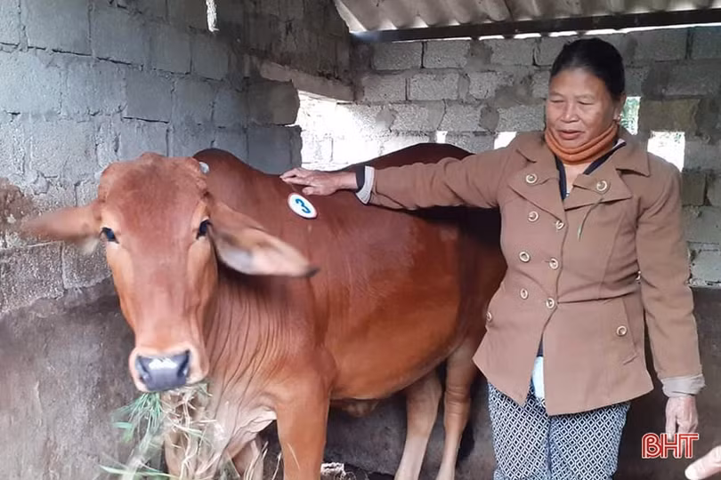 Hỗ trợ nhiều mô hình sinh kế cho người nghèo Lộc Hà