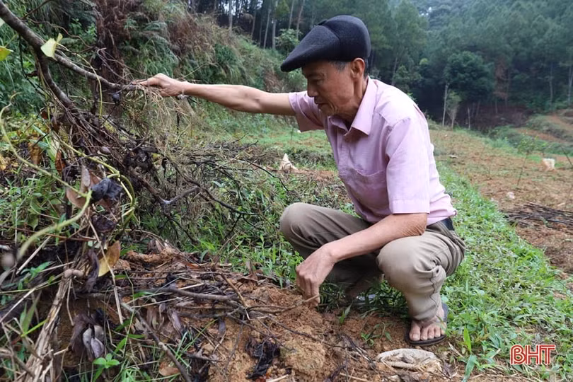 Do đâu người dân Hương Sơn không còn “mặn mà” với khoai mài?