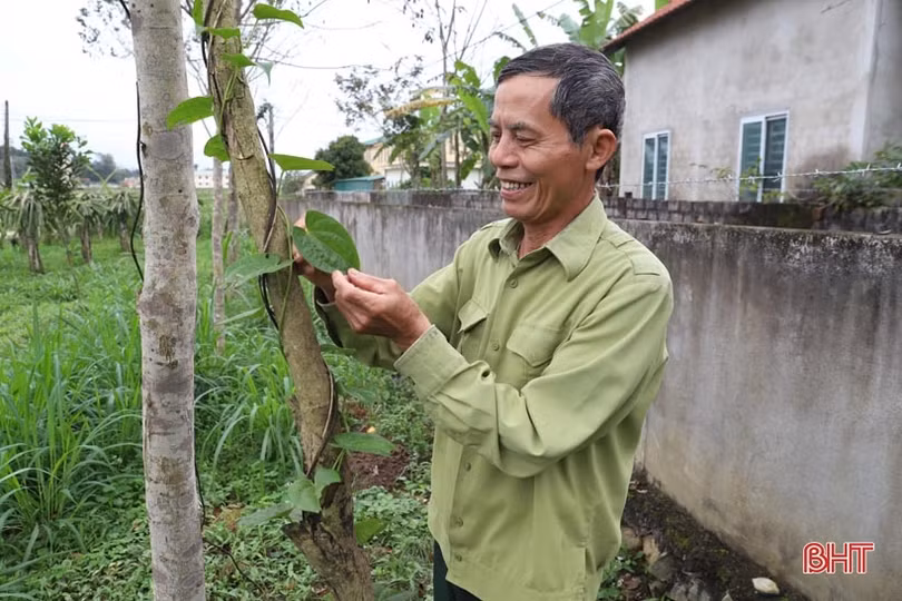 Do đâu người dân Hương Sơn không còn “mặn mà” với khoai mài?