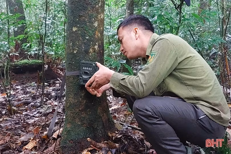 Lắp 25 điểm bẫy ảnh giám sát đa dạng sinh học trong “Vườn di sản ASEAN” ở Hà Tĩnh