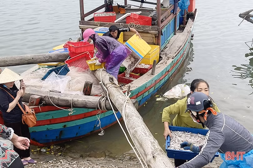 Liên tiếp gặp luồng cá đù, ngư dân Cẩm Xuyên thu hoạch khá