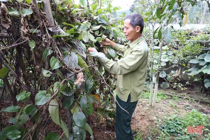 Do đâu người dân Hương Sơn không còn “mặn mà” với khoai mài?