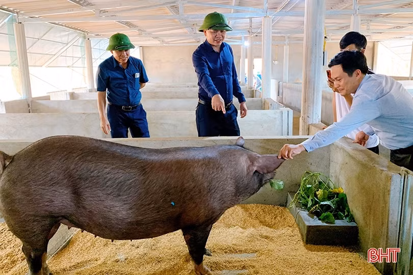 Lộc Hà thí điểm mô hình chăn nuôi lợn hữu cơ