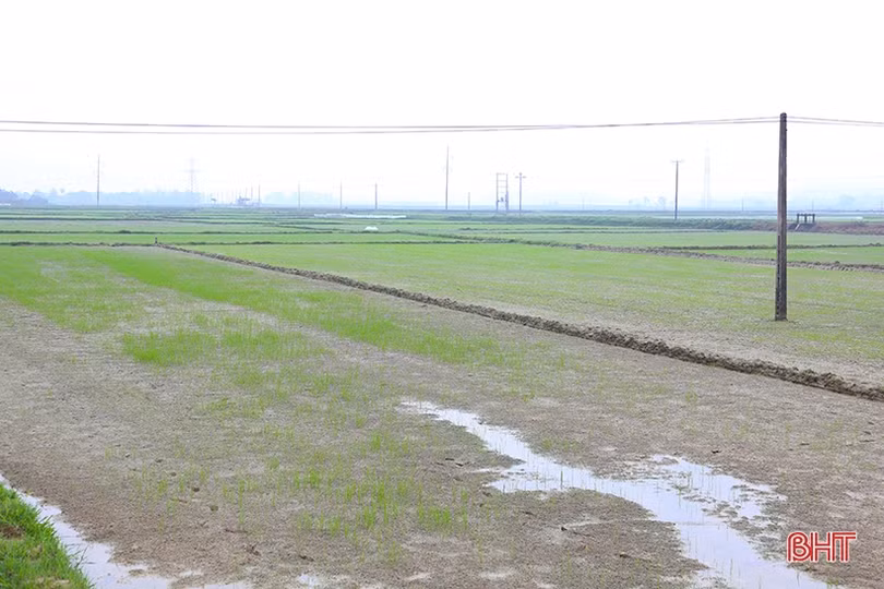Hà Tĩnh đảm bảo thời vụ gieo cấy lúa xuân, chủ động phòng trừ sâu bệnh gây hại