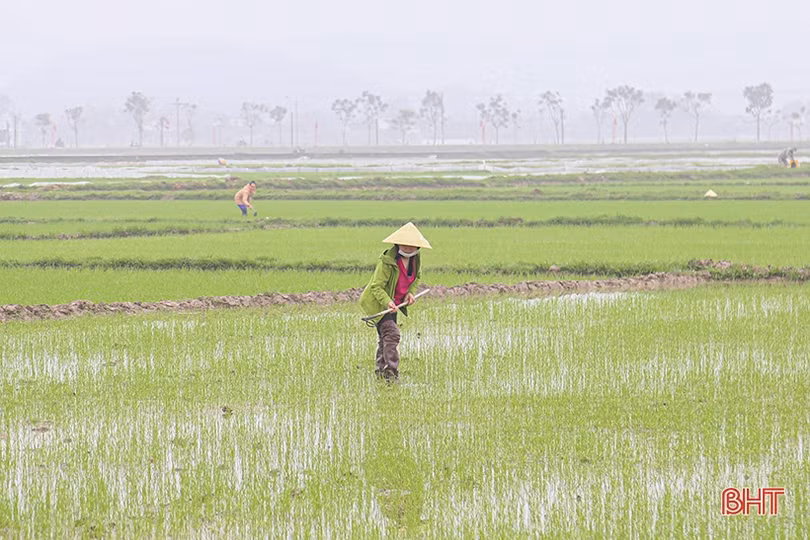 Hà Tĩnh đảm bảo thời vụ gieo cấy lúa xuân, chủ động phòng trừ sâu bệnh gây hại