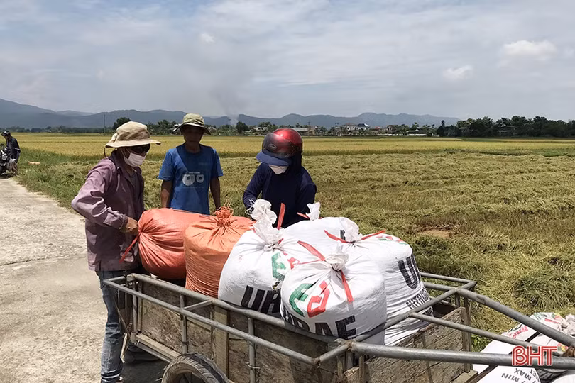 Mưa cận kề, nông dân Hà Tĩnh “chạy đuổi” thu hoạch lúa xuân