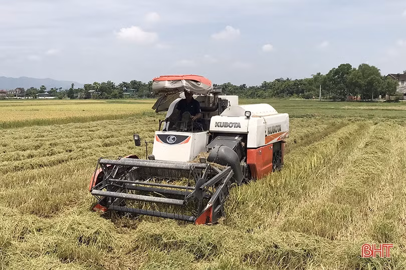 Mưa cận kề, nông dân Hà Tĩnh “chạy đuổi” thu hoạch lúa xuân
