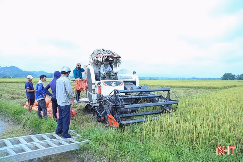 Mưa cận kề, nông dân Hà Tĩnh “chạy đuổi” thu hoạch lúa xuân