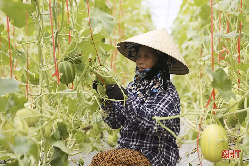 Mục sở thị vườn dưa lê vàng Hàn Quốc rộng hơn 2.000 m<sup>2</sup> tại TP Hà Tĩnh
