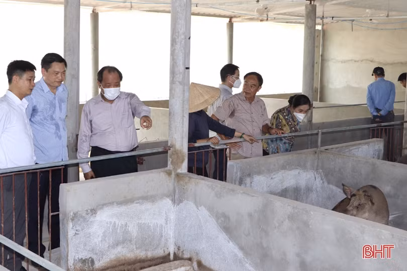 Vũ Quang có nhiều lợi thế để phát triển mô hình nông nghiệp hữu cơ