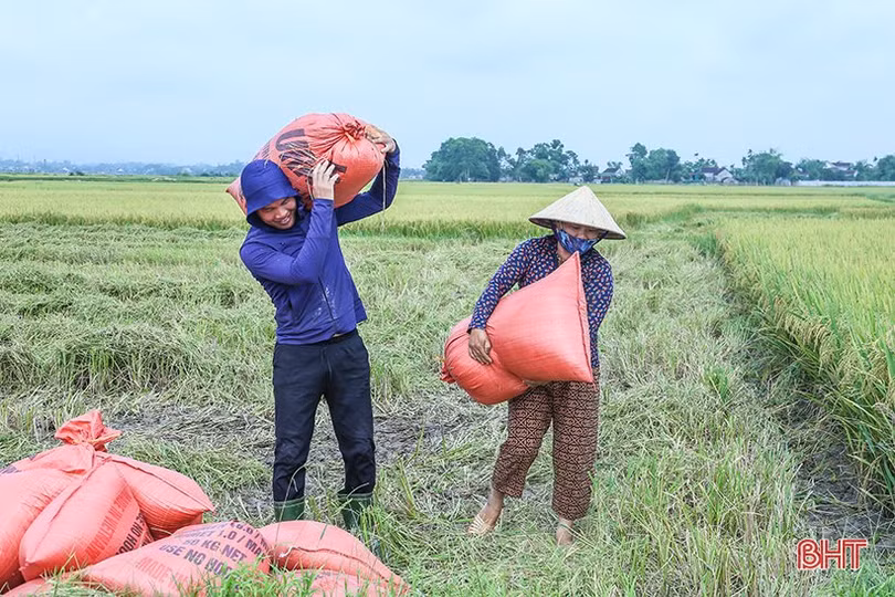 Mưa cận kề, nông dân Hà Tĩnh “chạy đuổi” thu hoạch lúa xuân