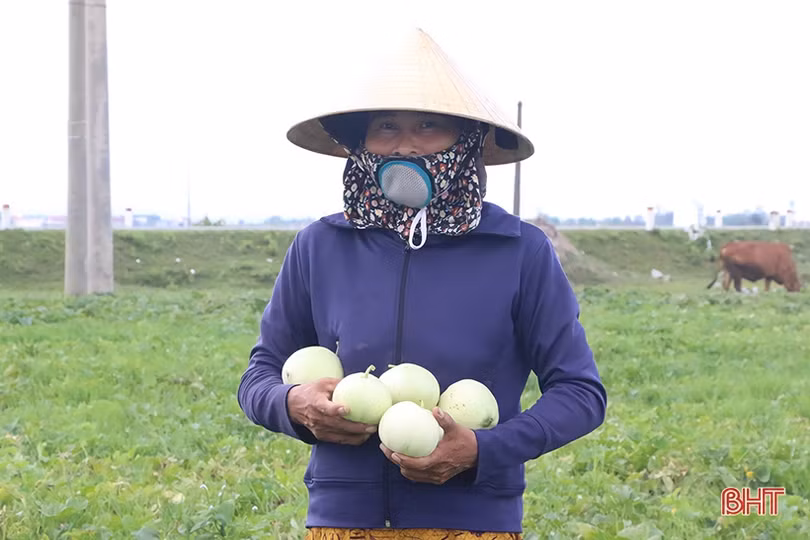 Mùa dưa “kém vui” của nông dân Thạch Hà