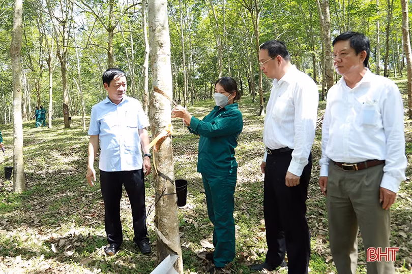 Công ty TNHH MTV Cao su Hà Tĩnh phấn đấu sản xuất hơn 2.000 tấn mủ