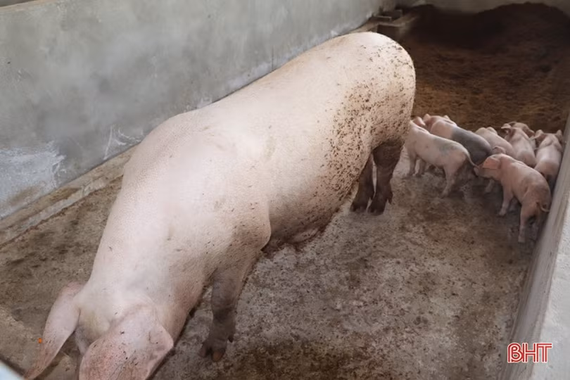 Vũ Quang có nhiều lợi thế để phát triển mô hình nông nghiệp hữu cơ