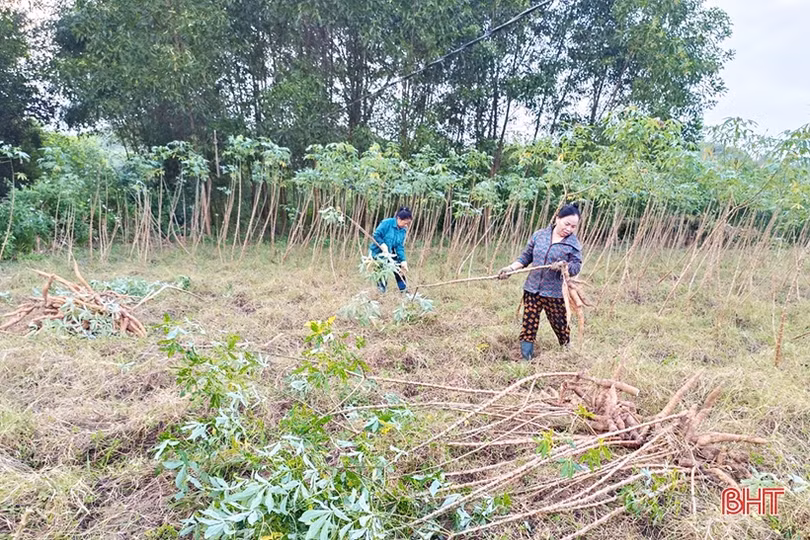 Người trồng sắn huyện Kỳ Anh mở rộng diện tích, kỳ vọng tiếp tục được mùa