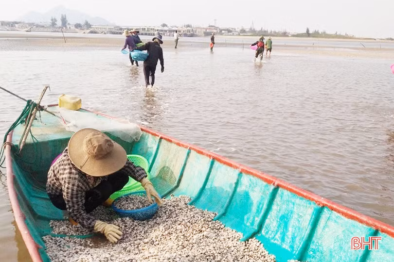 Hà Tĩnh nuôi nhuyễn thể cho giá trị sản xuất hơn 53 tỷ đồng