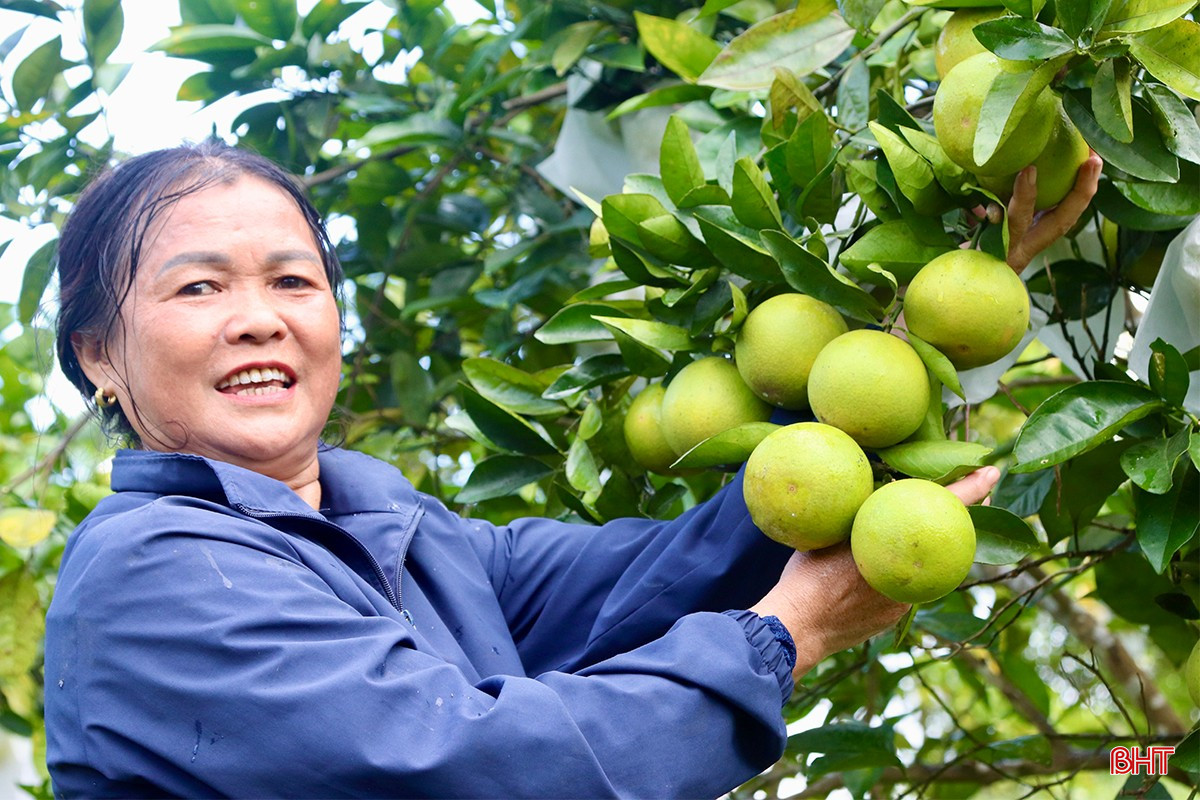 Không chỉ ở xã Hương Minh, những năm gần đây, nhờ chú trọng áp dụng kỹ thuật vào sản xuất nên chất lượng cam trên địa bàn huyện Vũ Quang ngày càng được nâng lên. Nhiều nhà vườn đã chuyển sang trồng theo quy trình hữu cơ để nâng cao năng suất, chất lượng và giá trị kinh tế.