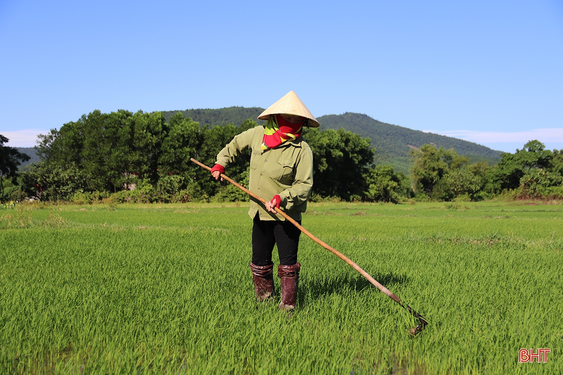 Nông dân thị xã Kỳ Anh tất bật ra đồng