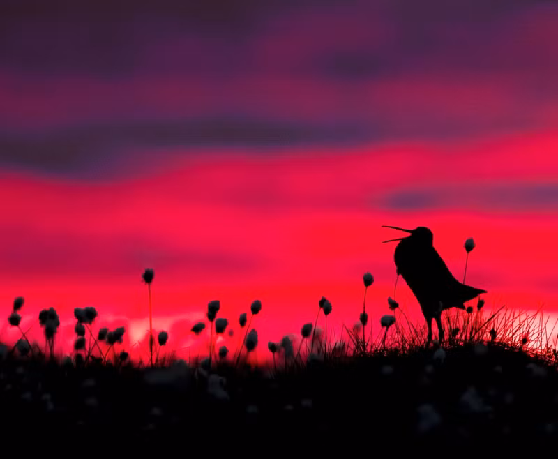 photo ngam nhung buc anh thang giai bird photographer of the year 2017