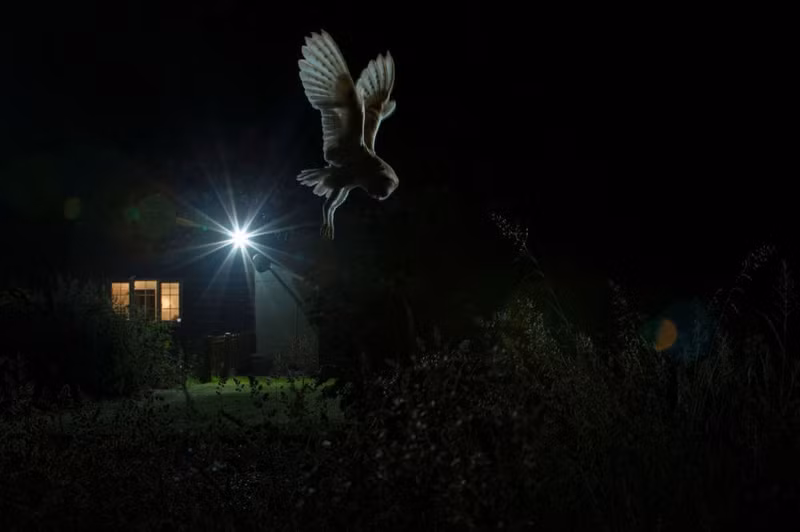 photo ngam nhung buc anh thang giai bird photographer of the year 2017