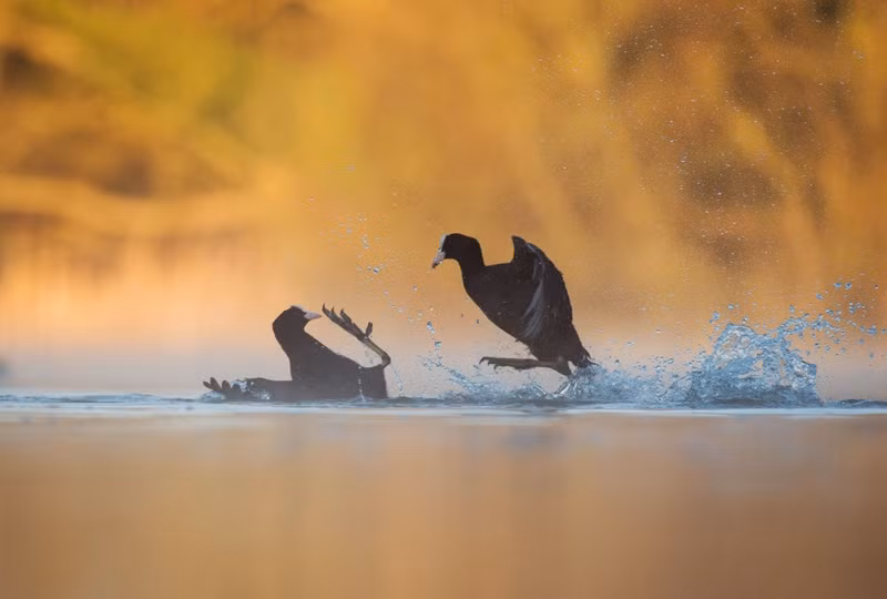 photo ngam nhung buc anh thang giai bird photographer of the year 2017