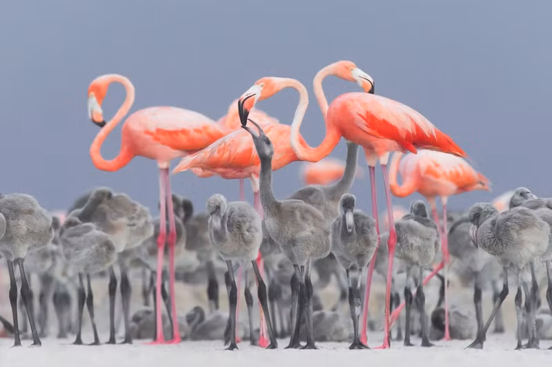 photo ngam nhung buc anh thang giai bird photographer of the year 2017