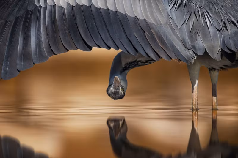 photo ngam nhung buc anh thang giai bird photographer of the year 2017