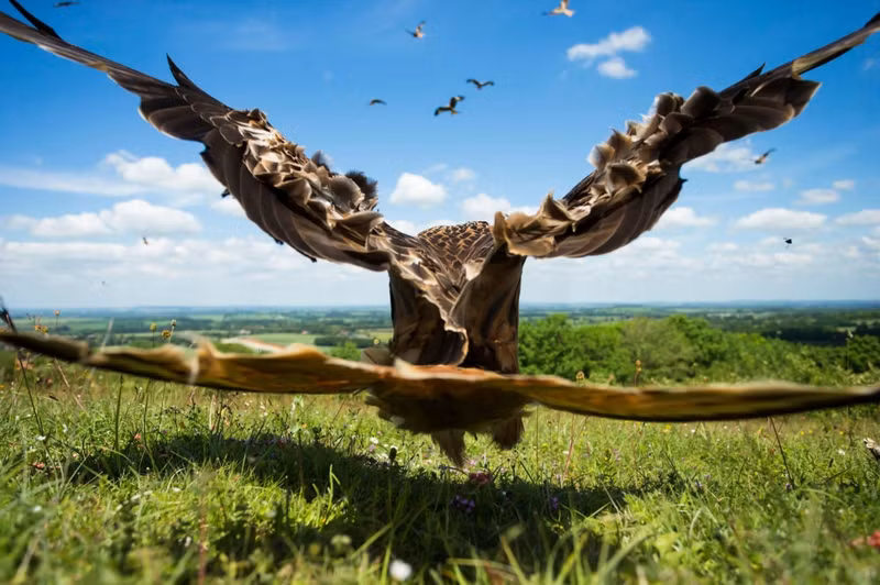 photo ngam nhung buc anh thang giai bird photographer of the year 2017