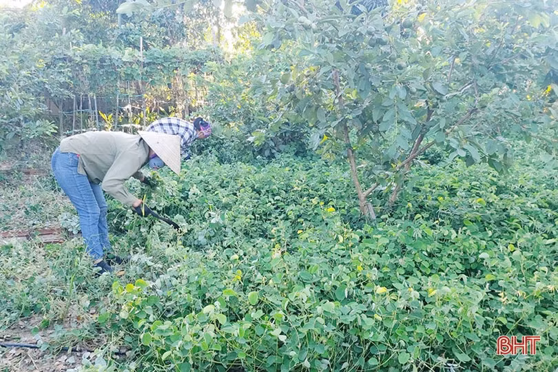 Nông dân Cẩm Xuyên “cướp nắng” thu hoạch cây dược liệu