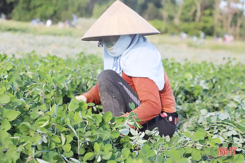 Nông dân Cẩm Xuyên “cướp nắng” thu hoạch cây dược liệu