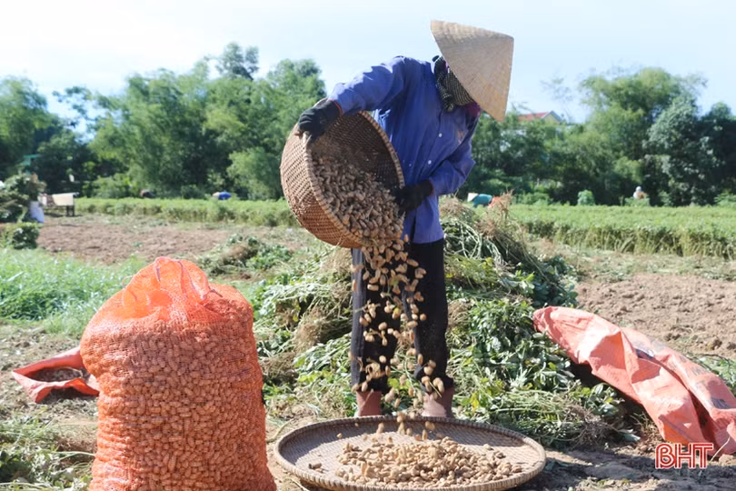 Nông dân Cẩm Xuyên phấn khởi thu hoạch hơn 1.000 ha lạc